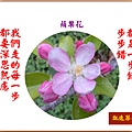 922102.1.9蘋果花.jpg