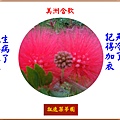 922102.2.4美洲合歡.jpg