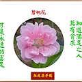 922102.3.1碧桃.jpg