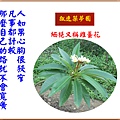 922104.5.6雞蛋花開花.jpg