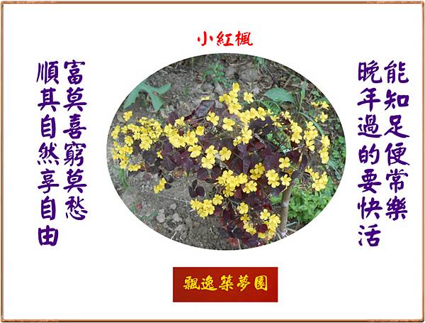 922104.4.23小紅楓盛開.jpg