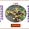922104.4.23小紅楓盛開.jpg