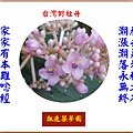 922104.11.21台灣野牡丹藤開花2.jpg