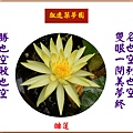 922104.5.11睡蓮開花.jpg