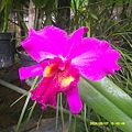 DSCF0003.JPG