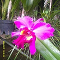 DSCF0002.JPG