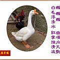 22100.1.7中國鵝.jpg