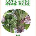 022100.5.28香蕉---我是用種子播種.jpg