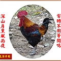 22100.1.7古早雞(公)1.jpg