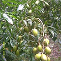DSCF0011.JPG