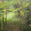 DSCF0002.JPG