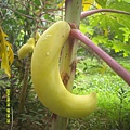 DSCF0004.JPG