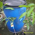 DSCF0003.JPG