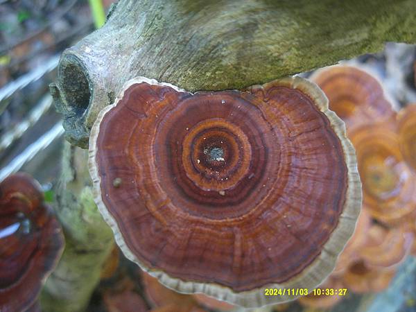 DSCF0018.JPG