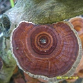 DSCF0018.JPG