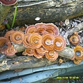 DSCF0016.JPG