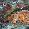DSCF0017.JPG