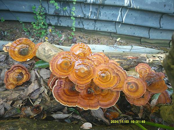 DSCF0014.JPG