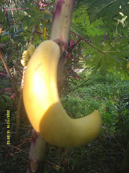 DSCF0006.JPG
