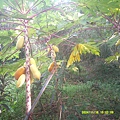 DSCF0001.JPG