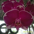 DSCF0008.JPG