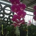 DSCF0006.JPG