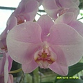 DSCF0009.JPG