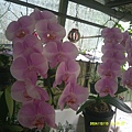 DSCF0003.JPG