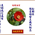 922103.3.16貼梗海棠.jpg
