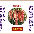 922102.8.8倒垂赫蕉.jpg