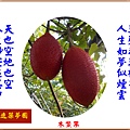 922104.9.17木鱉果1.jpg