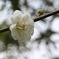 IMG_1259.JPG