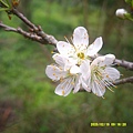 DSCF0010.JPG