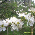 DSCF0006.JPG