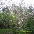 DSCF0022.JPG