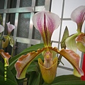 DSCF0009.JPG