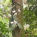 DSCF0010.JPG