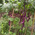 DSCF0003.JPG