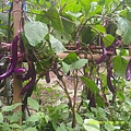 DSCF0002.JPG