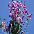DSCF0002.JPG