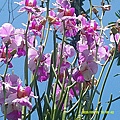 DSCF0003.JPG