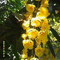 DSCF0010.JPG