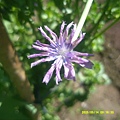 DSCF0005.JPG