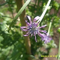 DSCF0004.JPG