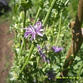 DSCF0007.JPG