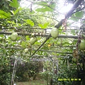 DSCF0008.JPG
