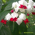 DSCF0013.JPG