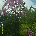 DSCF0002.JPG