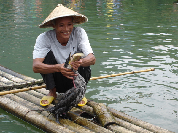 魚鷹抓魚-4