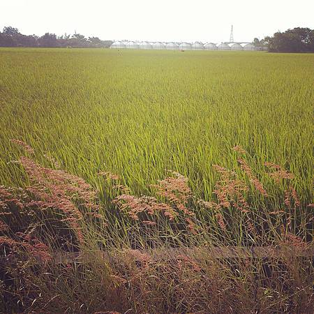 充滿稻田與野花的路程